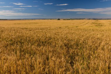 Çek Cumhuriyeti 'nde tahıl tarlası