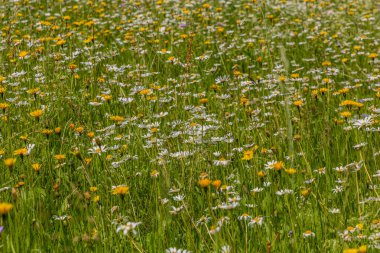 Çeşitli renkli çiçekleri olan çayır.