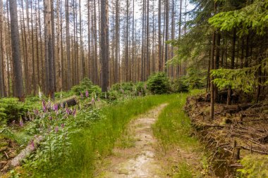 Bohemian İsviçre 'deki orman Avrupa ladin böceği kabuğundan zarar gördü, Çek Cumhuriyeti