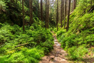 Çek Cumhuriyeti, İsviçre, Bohemya Ulusal Parkı 'ndaki bir ormanda yürüyüş yolu.