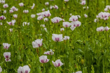 Çek Cumhuriyeti 'nde haşhaş tarlası