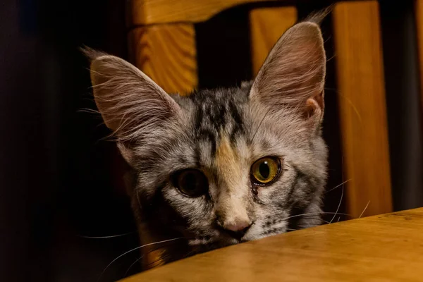 Blick Auf Die Junge Maine Coon Katze — Stockfoto