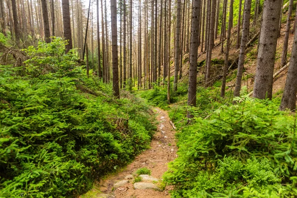 Wandelpad Een Bos Het Nationaal Park Boheems Zwitserland Tsjechië — Stockfoto