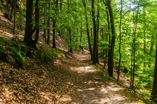 Trilha Para Caminhadas Área Paisagem Protegida Kokorinsko Machuv Kraj República — Fotografia de Stock