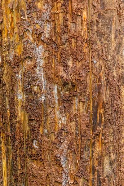 Έλατο Ερυθρελάτης Που Έχει Καταστραφεί Από Σκαθάρι Του Ευρωπαϊκού Φλοιού — Φωτογραφία Αρχείου