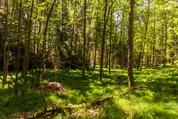 stock image Forest in Brtnicky potok valley in Bohemian Switzerland, Czech Republic