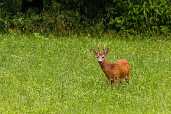European Roe Deer Capreolus Capreolus Czech Republic — Stock Photo, Image
