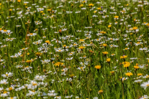 Łąka Różnymi Kolorowymi Kwiatami — Zdjęcie stockowe