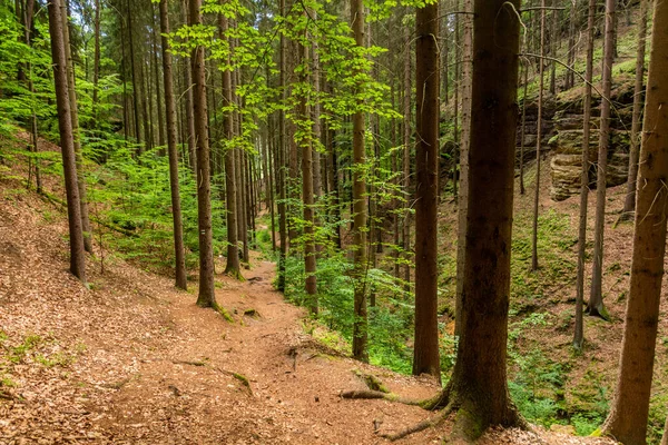 保護された風景区の岩のハイキングコース ココリンスコ チェコ共和国マチュフ クラジ — ストック写真