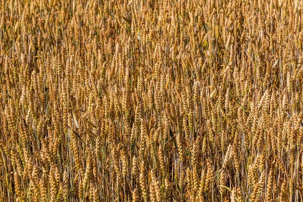 Деталь Поля Пшеницы — стоковое фото