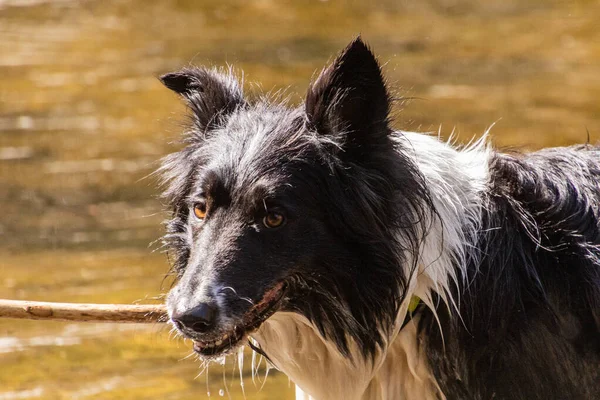 Collie Ras Hond Met Een Stok — Stockfoto