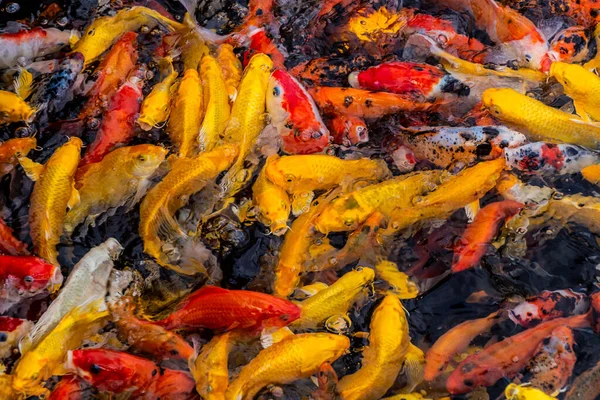 stock image Colorful fish in East (Dong) lake in Wuhan, China