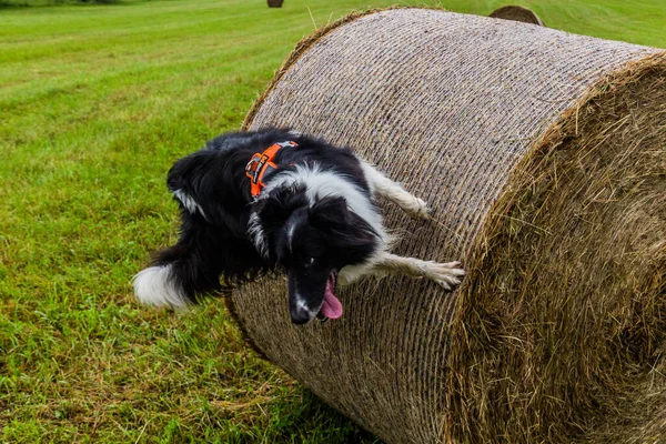 Collie Ράτσα Σκύλου Άλμα Ένα Ρολό Άχυρο Στην Τσεχική Δημοκρατία — Φωτογραφία Αρχείου