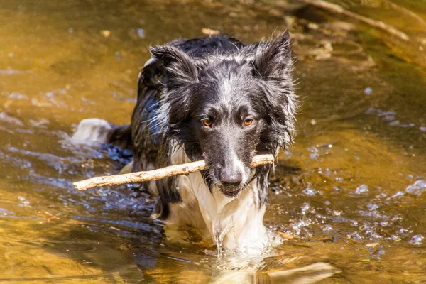 Collie Φυλή Σκυλί Ένα Νερό Ένα Ραβδί — Φωτογραφία Αρχείου