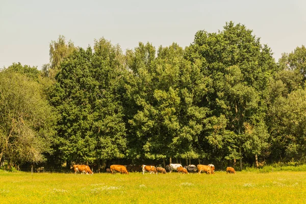 Koeien Een Weiland Buurt Van Holasovice Tsjechië — Stockfoto