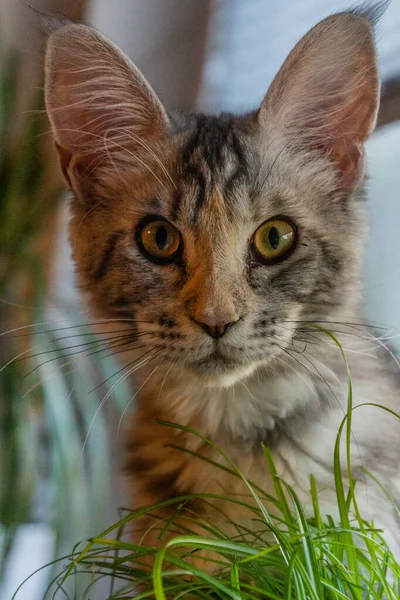 Вид Молодого Котячого Кота Травою — стокове фото