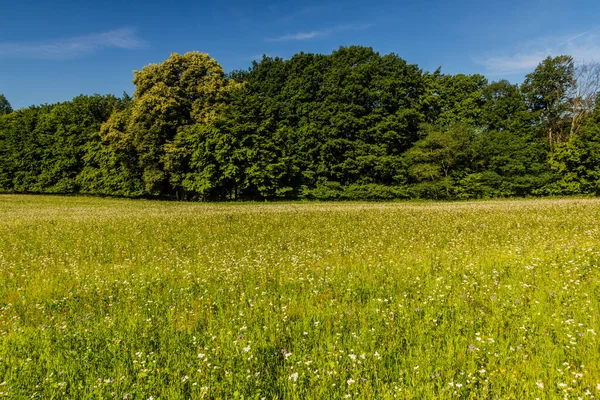 stock image Meadow in the Protected Landscape Area Kokorinsko - Machuv kraj, Czech Republic