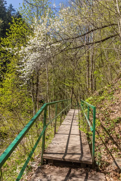 Boardwalk Lembah Sungai Jizera Dekat Semily Bagian Dari Jalur Stezka — Stok Foto