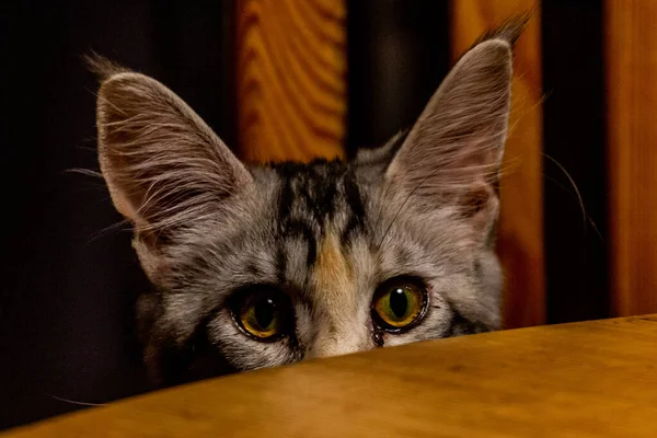 Vista Jovem Maine Coon Cat — Fotografia de Stock