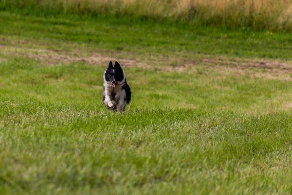 Collie Φυλή Σκυλί Τρέχει Ένα Λιβάδι — Φωτογραφία Αρχείου
