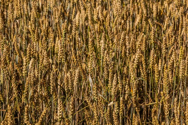 Деталь Поля Пшеницы — стоковое фото