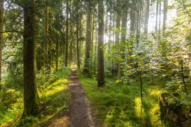 Çek Cumhuriyeti 'nin Luznice nehri boyunca bir ormanda yürüyüş yolu.