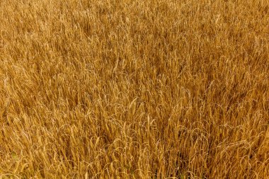 Olgun çavdar tarlasının ayrıntıları