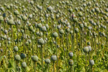 Çek Cumhuriyeti 'nde haşhaş tarlası