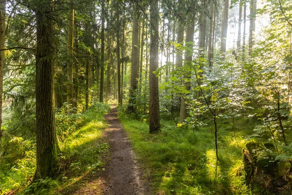 Çek Cumhuriyeti 'nin Luznice nehri boyunca bir ormanda yürüyüş yolu.