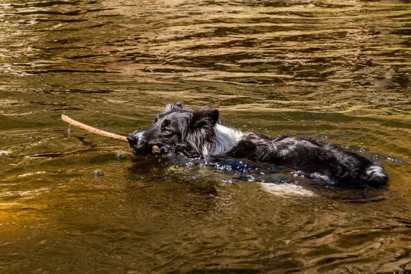 Коллі Порода Собак Плаває Палицею — стокове фото