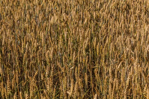 Detail Eines Weizenfeldes — Stockfoto