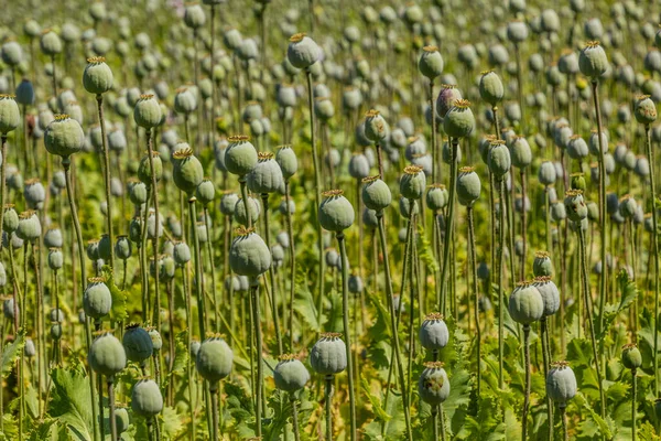 stock image Field of poppy in the Czech Republic