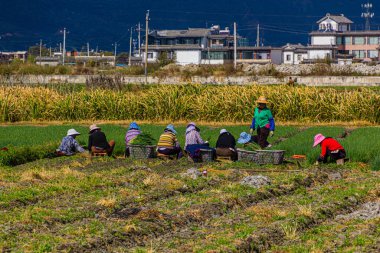 DALI, ÇİN - 12 Kasım 2019: Dali antik kenti, Yunnan, Çin yakınlarındaki tarlalarında çiftçiler