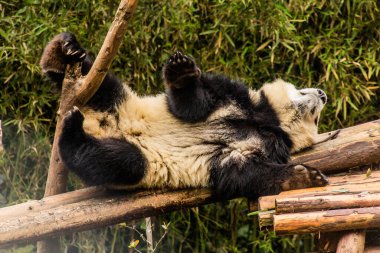 Dev Panda (Ailuropoda melanoleuca) Çin 'in Chengdu kentindeki Dev Panda Üreme Araştırma Üssü' nde.
