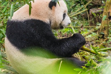 Dev Panda (Ailuropoda melanoleuca) Çin 'in Chengdu kentindeki Dev Panda Üreme Araştırma Üssü' nde bambu yiyor.