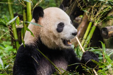 Dev Panda (Ailuropoda melanoleuca) Çin 'in Chengdu kentindeki Dev Panda Üreme Araştırma Üssü' nde bambu yiyor.