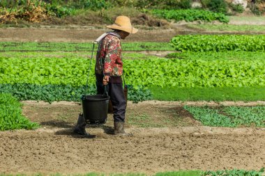 DALI, ÇİN - 12 Kasım 2019: Dali antik kenti yakınlarındaki bir tarlada çiftçi, Yunnan, Çin