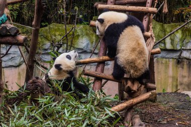 Çin 'in Chengdu kentindeki Dev Panda Üreme Araştırma Üssü' nde iki dev pandanın (Ailuropoda melanoleuca) birlikte çalması