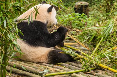 Dev Panda (Ailuropoda melanoleuca) Çin 'in Chengdu kentindeki Dev Panda Üreme Araştırma Üssü' nde bambu yiyor.