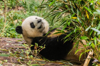 Dev Panda (Ailuropoda melanoleuca) Çin 'in Chengdu kentindeki Dev Panda Üreme Araştırma Üssü' nde.