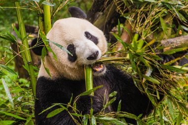 Dev Panda (Ailuropoda melanoleuca) Çin 'in Chengdu kentindeki Dev Panda Üreme Araştırma Üssü' nde bambu yiyor.