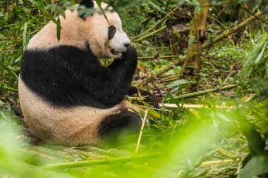 Dev Panda (Ailuropoda melanoleuca) Çin 'in Chengdu kentindeki Dev Panda Üreme Araştırma Üssü' nde.