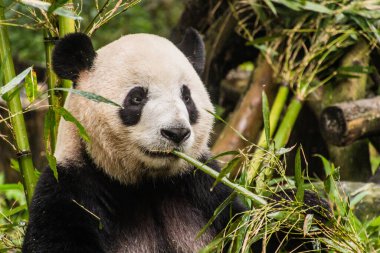 Dev Panda (Ailuropoda melanoleuca) Çin 'in Chengdu kentindeki Dev Panda Üreme Araştırma Üssü' nde bambu yiyor.