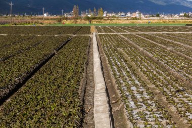 Dali antik kenti yakınlarındaki tarlalar, Yunnan ili, Çin