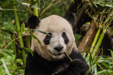 Dev Panda (Ailuropoda melanoleuca) Çin 'in Chengdu kentindeki Dev Panda Üreme Araştırma Üssü' nde bambu yiyor.