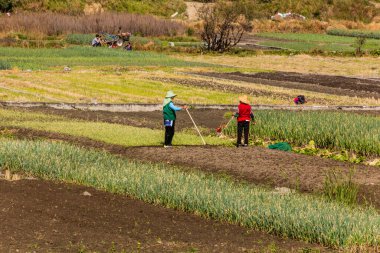 DALI, ÇİN - 12 Kasım 2019: Dali antik kenti yakınlarındaki çiftçiler, Yunnan, Çin