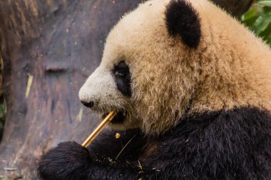 Dev Panda (Ailuropoda melanoleuca) Çin 'in Chengdu kentindeki Dev Panda Üreme Araştırma Üssü' nde bambuyla besleniyor.
