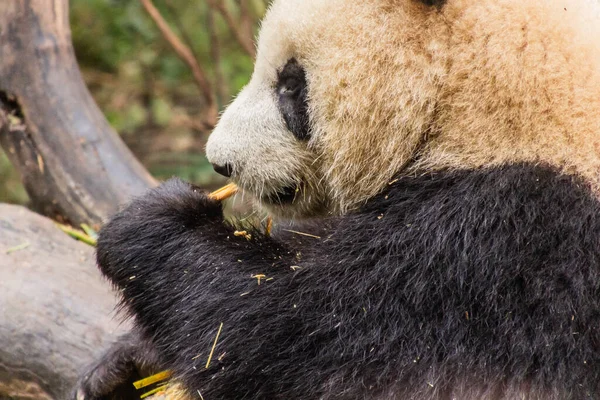 Detalj Jättepanda Ailuropoda Melanoleuca Vid Giant Panda Breeding Research Base — Stockfoto