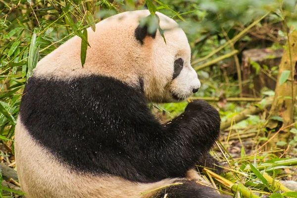 Panda Gigante Ailuropoda Melanoleuca Base Pesquisa Criação Panda Gigante Chengdu — Fotografia de Stock