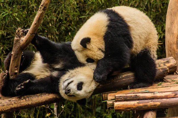 Dos Pandas Gigantes Ailuropoda Melanoleuca Jugando Juntos Base Investigación Cría —  Fotos de Stock